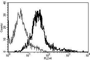 A typical staining pattern with the B-R17 monoclonal antibody of Fas L transfected 293T cell line (FASL 抗体  (Biotin))