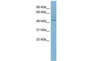 SLC46A1 抗体  (N-Term)