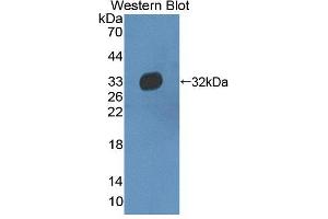 Western blot analysis of the recombinant protein. (C10orf2 抗体  (AA 384-635))