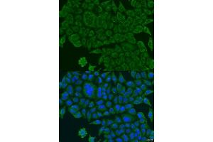 Immunofluorescence (IF) image for anti-BCS1-Like (BCS1L) (AA 33-240) antibody (ABIN6137520)