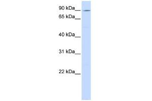 WB Suggested Anti-ATP2C1 Antibody Titration:  0. (ATP2C1 抗体  (C-Term))