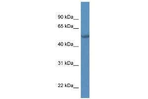 WB Suggested Anti-TADA2L Antibody Titration:  0. (TADA2L 抗体  (C-Term))