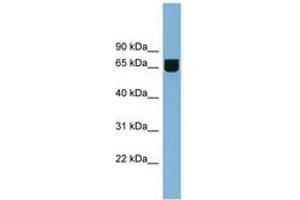 Image no. 1 for anti-Resistance To Inhibitors of Cholinesterase 8 Homolog B (RIC8B) (AA 251-300) antibody (ABIN6742109)