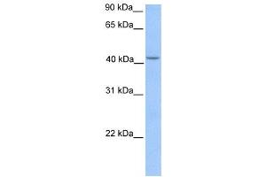 Western Blotting (WB) image for anti-Hydroxymethylbilane Synthase (HMBS) antibody (ABIN2459756) (HMBS 抗体)