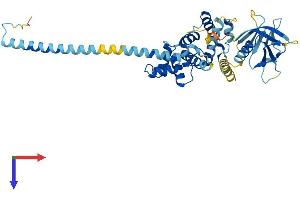 Cytohesin 2 Protein (CYTH2) (AA 1-400) (His tag)