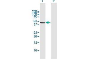 Western Blot analysis of PA2G4 expression in transfected 293T cell line by PA2G4 MaxPab polyclonal antibody. (PA2G4 抗体  (AA 1-394))
