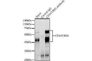 Immunoprecipitation (IP) image for anti-Basigin (Ok Blood Group) (BSG) (AA 30-200) antibody (ABIN1512647)