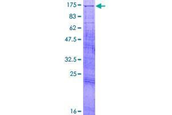 TAO Kinase 3 Protein (TAOK3) (AA 1-898) (GST tag)