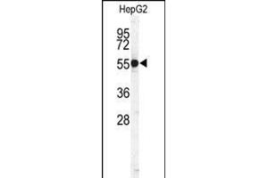 Western blot analysis of CTSH Antibody (N-term) (ABIN391569 and ABIN2841506) in HepG2 cell line lysates (35 μg/lane). (Cathepsin H 抗体  (N-Term))