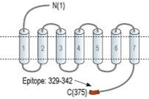 Representative domain view of the target of ABIN7884960.