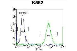 Flow Cytometry (FACS) image for anti-Cardiotrophin 1 (CTF1) antibody (ABIN2998336) (Cardiotrophin 1 抗体)