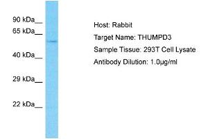 Host: Rabbit Target Name: THUMPD3 Sample Type: 293T Whole Cell lysates Antibody Dilution: 1. (THUMPD3 抗体  (N-Term))
