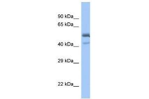 Western Blot showing SPDEF antibody used at a concentration of 1. (SPDEF/PSE 抗体  (C-Term))
