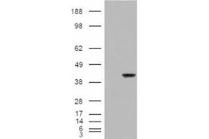 Image no. 2 for anti-Aryl Hydrocarbon Receptor Interacting Protein (AIP) (C-Term) antibody (ABIN374759) (AIP 抗体  (C-Term))