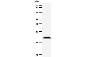 Western Blotting (WB) image for anti-Aryl Hydrocarbon Receptor Nuclear Translocator-Like 2 (ARNTL2) antibody (ABIN933097) (ARNTL2 抗体)