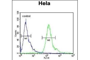 GT1 Antibody (C-term) (ABIN650929 and ABIN2839998) flow cytometric analysis of Hela cells (right histogram) compared to a negative control cell (left histogram). (MMGT1 抗体  (C-Term))