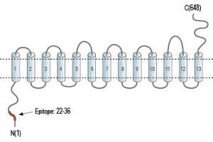 Representative domain view of the target of ABIN7043707.