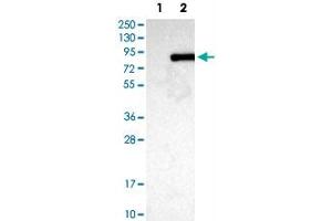 Western Blot analysis of Lane 1: negative control (vector only transfected HEK293T cell lysate) and Lane 2: over-expression lysate (co-expressed with a C-terminal myc-DDK tag in mammalian HEK293T cells) with ACSL3 polyclonal antibody . (Acsl3 抗体)