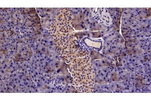 Detection of MGEA5 in Mouse Pancreas Tissue using Polyclonal Antibody to Meningioma Expressed Antigen 5 (MGEA5) (MGEA5 抗体  (AA 319-450))