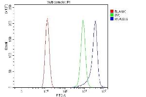 anti-Ribonuclease, RNase A Family, K6 (RNASE6) (AA 25-150) antibody