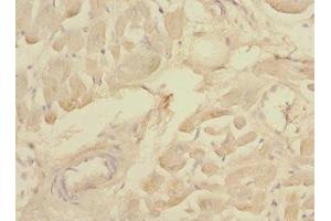 Immunohistochemistry of paraffin-embedded human heart tissue using ABIN7160069 at dilution of 1:100 (MAP4K3 抗体  (AA 755-894))