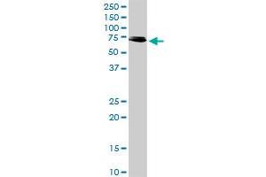 RIPK2 MaxPab rabbit polyclonal antibody. (RIPK2 抗体  (AA 1-540))