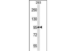 Western blot analysis in 293 cell line lysates (35ug/lane). (MARK3 抗体  (C-Term))