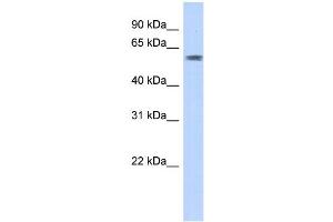 WB Suggested Anti-PGBD3 Antibody Titration:  0. (PGBD3 抗体  (N-Term))