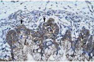 Immunohistochemical staining (Formalin-fixed paraffin-embedded sections) of human stomach with APOBEC3G polyclonal antibody  at 4-8 ug/mL working concentration. (APOBEC3G 抗体  (N-Term))