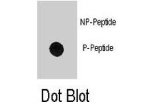 Dot blot analysis of MBP (phospho Y203) polyclonal antibody  on nitrocellulose membrane. (MBP 抗体  (pTyr203))