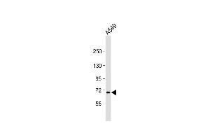Anti-RNF43 Antibody (C-term) at 1:2000 dilution + A549 whole cell lysate Lysates/proteins at 20 μg per lane. (RNF43 抗体  (C-Term))