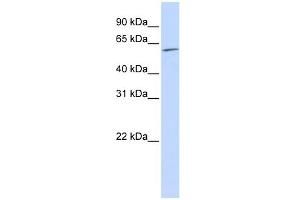 WB Suggested Anti-NR2C1 Antibody Titration:  0. (NR2C1 抗体  (N-Term))