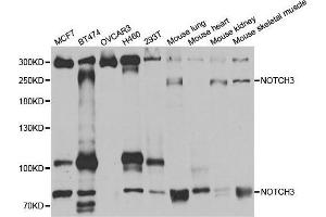 Western blot analysis of extracts of various cell lines, using NOTCH3 antibody. (NOTCH3 抗体)