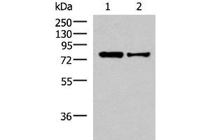 Western blot analysis of HepG2 and Hela cell lysates using KHSRP Polyclonal Antibody at dilution of 1:1000 (KHSRP 抗体)