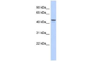 WB Suggested Anti-ENPP6 Antibody Titration: 0. (ENPP6 抗体  (Middle Region))