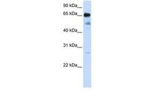 Image no. 1 for anti-Zinc Finger Protein 490 (ZNF490) (N-Term) antibody (ABIN6739126) (ZNF490 抗体  (N-Term))