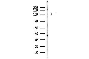 Western blot analysis of lysates from COS-7 cells(heat-shock,45 min treatment), using Phospho-MCM3 (Ser112) Antibody at 1/1000 dilution.