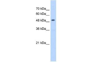 HMGCS2 antibody used at 5 ug/ml to detect target protein.