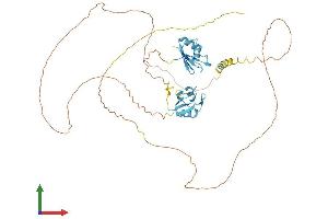 Protein Structure (PS) image for serine/arginine-Rich Splicing Factor 4 (SRSF4) (AA 1-489) protein (His tag) (ABIN7559896)