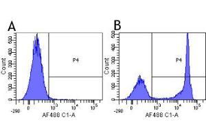 Flow-cytometry using anti-CD4 antibody MT310   Human lymphocytes were stained with an isotype control (panel A) or the rabbit-chimeric version of MT310 ( panel B) at a concentration of 1 µg/ml for 30 mins at RT.
