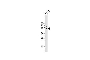 Anti-FIBG Antibody (C-term) at 1:4000 dilution + A431 whole cell lysate Lysates/proteins at 20 μg per lane. (FGG 抗体  (C-Term))