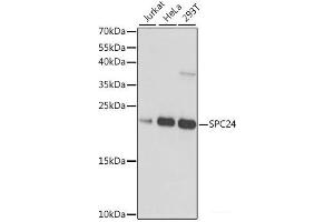 Western blot analysis of extracts of various cell lines using SPC24 Polyclonal Antibody at dilution of 1:1000. (SPC24 抗体)