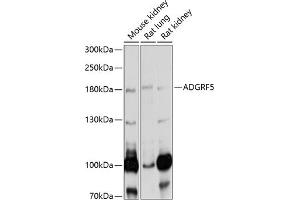 Western blot analysis of extracts of various cell lines, using  antibody (ABIN6127521, ABIN6136573, ABIN6136574 and ABIN6220870) at 1:1000 dilution. (G Protein-Coupled Receptor 116 抗体  (AA 22-280))