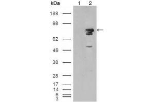 Western blot analysis using BRAF mouse mAb against HEK293T cells transfected with the pCMV6-ENTRY control (1) and pCMV6-ENTRY Braf cDNA (2). (BRAF 抗体)