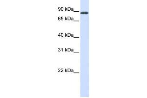Western Blotting (WB) image for anti-HECT Domain Containing 2 (HECTD2) antibody (ABIN2458751)