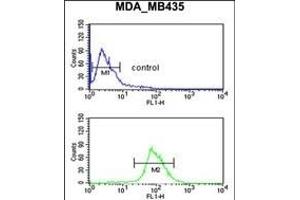 NRP1 Antibody (C-term) (ABIN653013 and ABIN2842638) flow cytometric analysis of MDA-M cells (bottom histogram) compared to a negative control cell (top histogram). (Neuropilin 1 抗体  (C-Term))