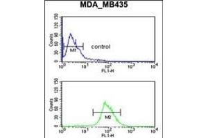 NRP1 Antibody (C-term) (ABIN653013 and ABIN2842638) flow cytometric analysis of MDA-M cells (bottom histogram) compared to a negative control cell (top histogram).