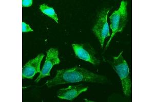 IF analysis of PLD2 using anti-PLD2 antibody (ABIN7601520). (Phospholipase D2 抗体  (AA 37-924))