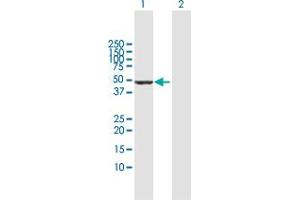 Western Blot analysis of VIL1 expression in transfected 293T cell line by VIL1 MaxPab polyclonal antibody.