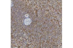 IHC analysis of CCXCR1/XCR1 using anti-CCXCR1/XCR1 antibody (ABIN7600872).